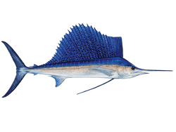 Atlantic Sailfish